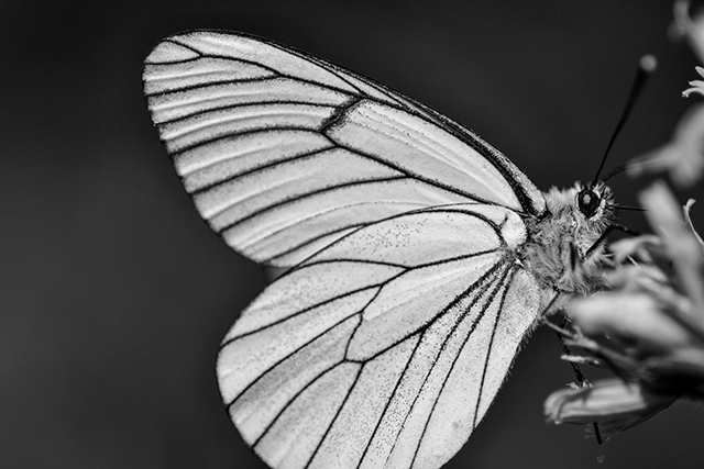 Macrophotographie-10