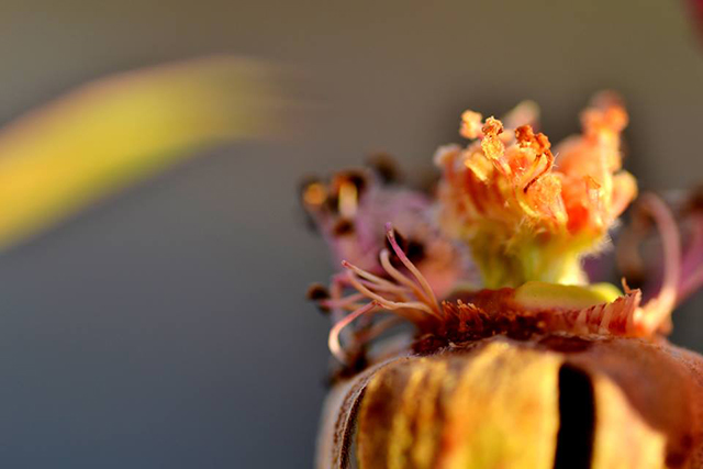 Macrophotographie-12